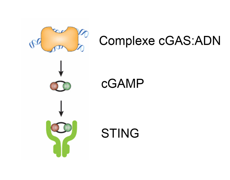 cGAS-STING diagram